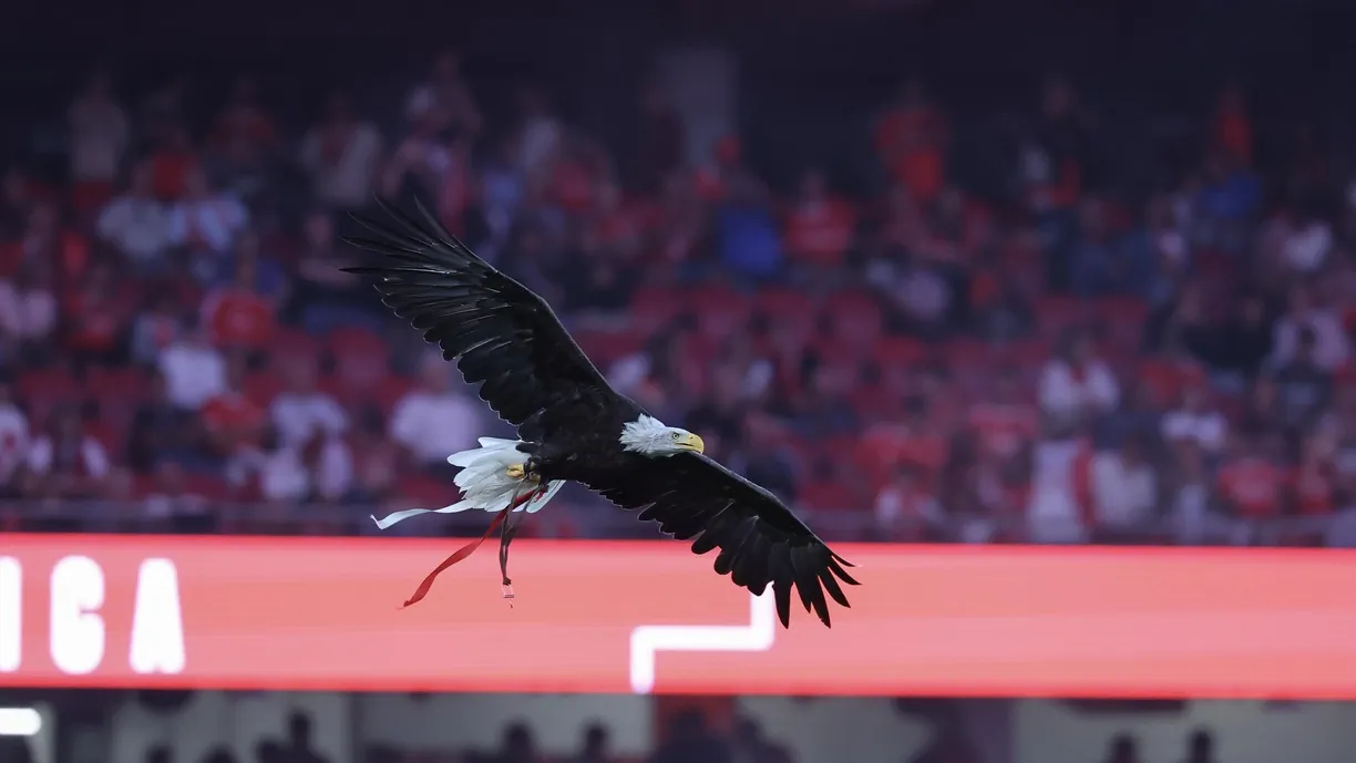 Face ao alegado insulto racista proferido por um adepto adversário contra o jogador do Benfica, Conselho de Disciplina toma 'conhecimento'