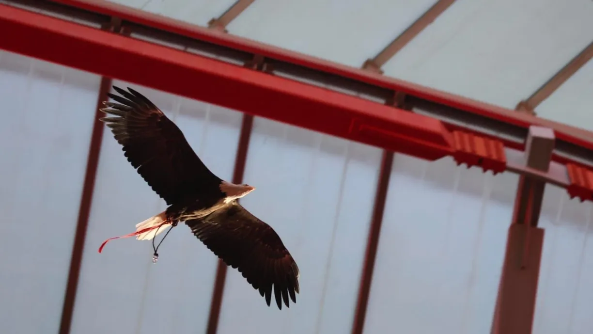 Exclusivo Glorioso 1904 - Benfica toma decisão e campeão está de saída no final da temporada